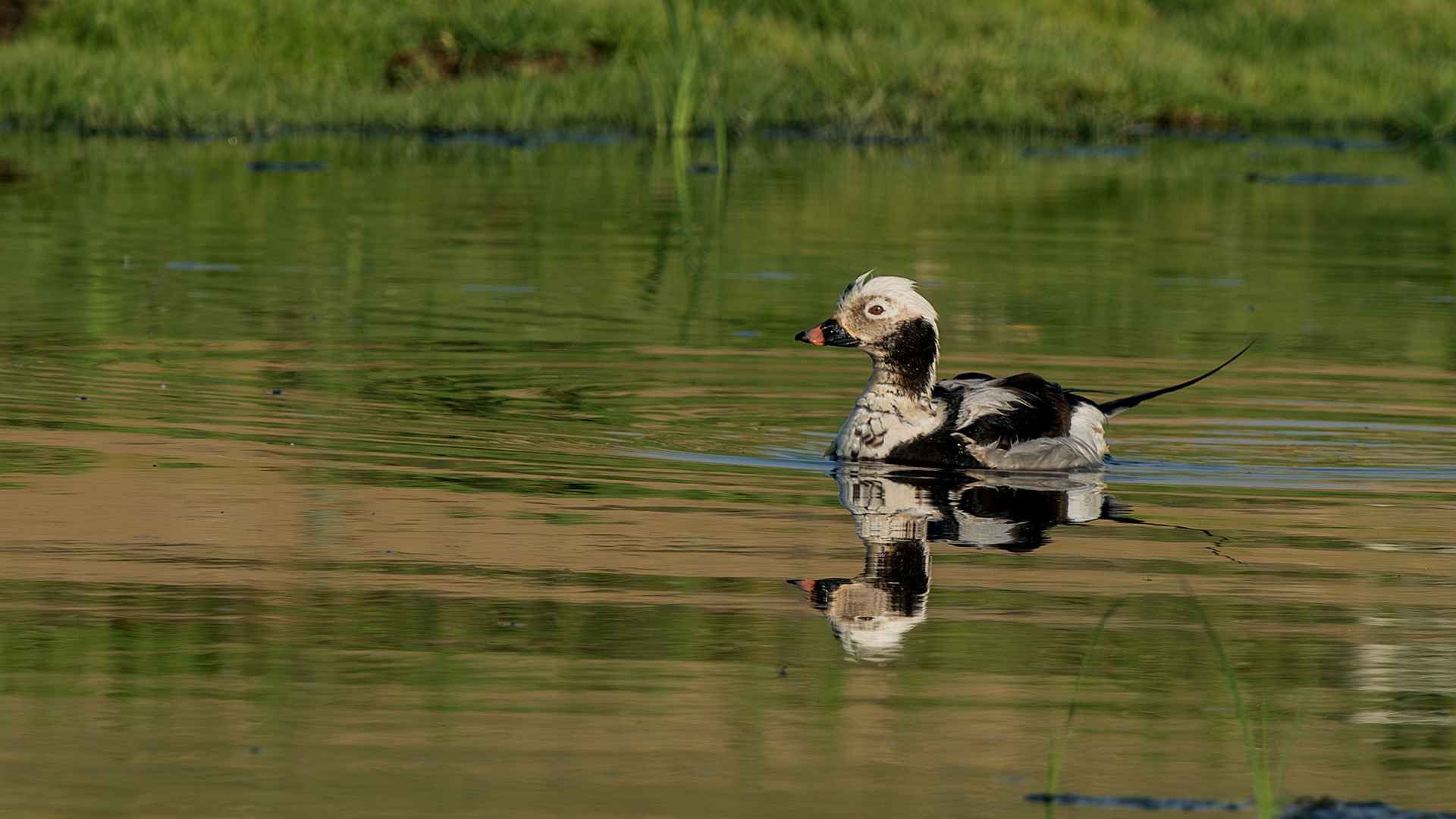 Long-tailed Duck